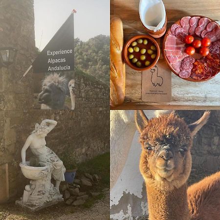 Apartmán Experience Alpacas In Andalucia Córdoba Exteriér fotografie