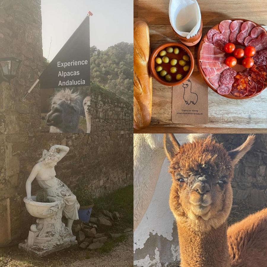 Apartmán Experience Alpacas In Andalucia Córdoba Exteriér fotografie