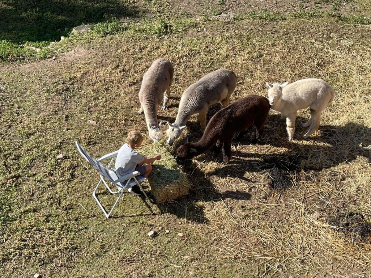 Apartmán Experience Alpacas In Andalucia Córdoba Exteriér fotografie