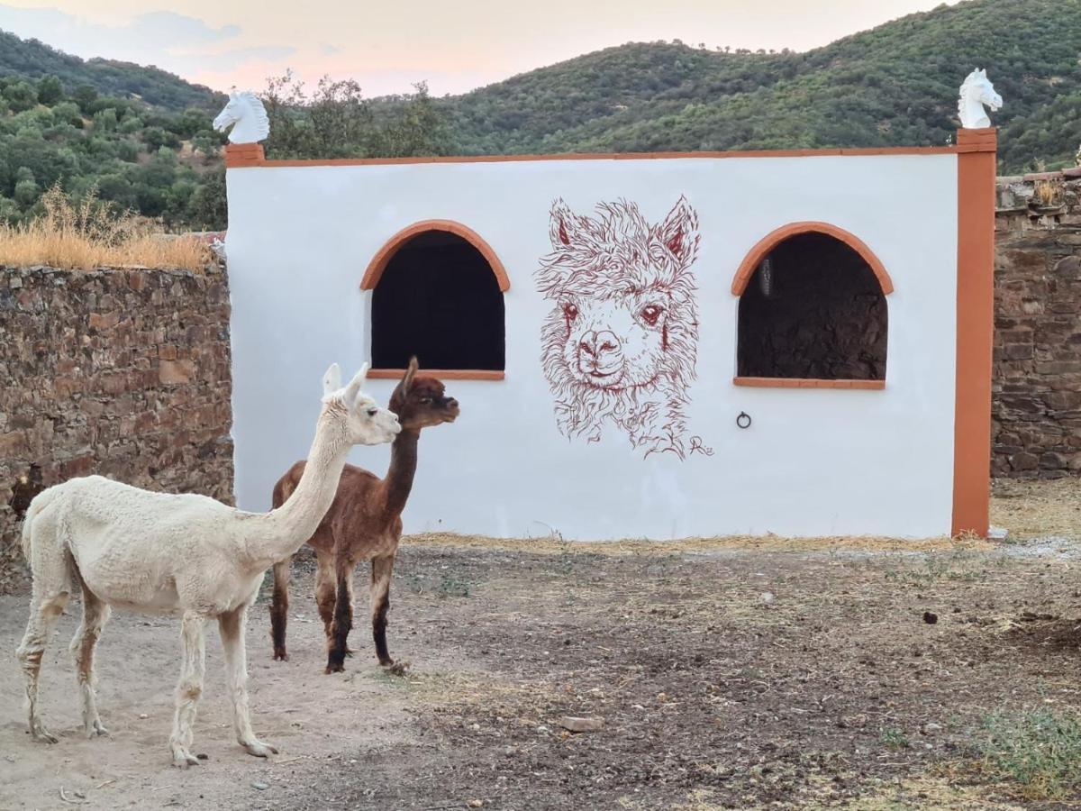 Apartmán Experience Alpacas In Andalucia Córdoba Exteriér fotografie